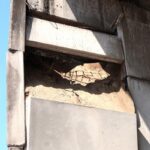 ACORDONA PROTECCIÓN CIVIL DE VERACRUZ ZONA DE DESPRENDIMIENTO EN EL PUENTE MORELOS