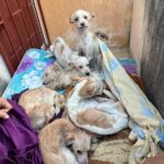 RESCATA EL H. AYUNTAMIENTO DE VERACRUZ A SIETE PERRITOS EN ESTADO PRECARIO EN EL FRACCIONAMIENTO OASIS