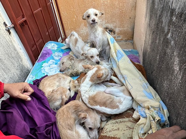 RESCATA EL H. AYUNTAMIENTO DE VERACRUZ A SIETE PERRITOS EN ESTADO PRECARIO EN EL FRACCIONAMIENTO OASIS