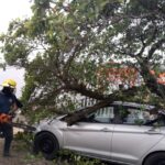 ATIENDE PC MUNICIPAL INCIDENTES POR CAÍDA DE ÁRBOLES DURANTE LA MADRUGADA EN LA CIUDAD DE VERACRUZ, CON SALDO BLANCO