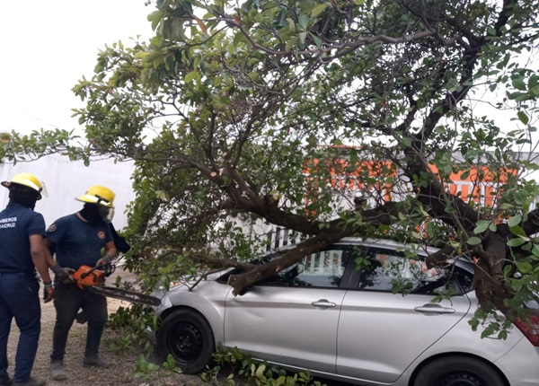 ATIENDE PC MUNICIPAL INCIDENTES POR CAÍDA DE ÁRBOLES DURANTE LA MADRUGADA EN LA CIUDAD DE VERACRUZ, CON SALDO BLANCO
