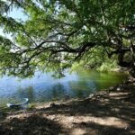 INICIA AYUNTAMIENTO DE VERACRUZ ACCIONES PERMANENTES PARA PROTEGER SU SISTEMA LAGUNAR