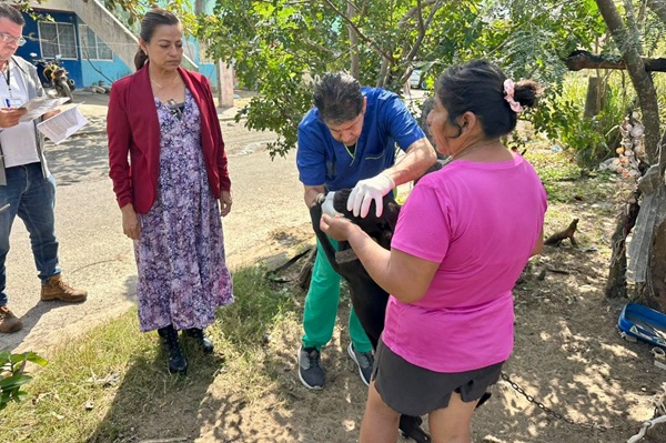RESCATAN DOS PERROS EN ESTADO DE DESNUTRICIÓN EN EL FRACCIONAMIENTO OASIS