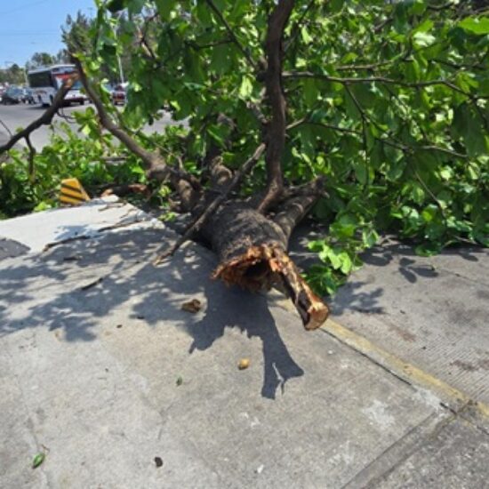 NORTE VIOLENTO DEJA DAÑOS: UN LESIONADO, VEHÍCULO SINIESTRADOS Y ÁRBOLES CAÍDOS