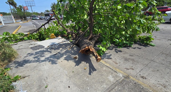 NORTE VIOLENTO DEJA DAÑOS: UN LESIONADO, VEHÍCULO SINIESTRADOS Y ÁRBOLES CAÍDOS