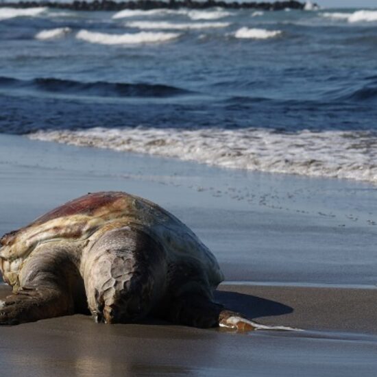 DOS TORTUGAS MUERTAS EN LAS ULTIMAS 24 HORAS EN LA PLAYA DE BOCA DEL RIO