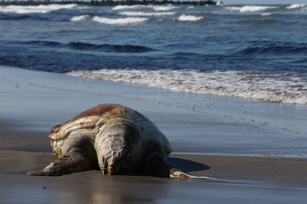 DOS TORTUGAS MUERTAS EN LAS ULTIMAS 24 HORAS EN LA PLAYA DE BOCA DEL RIO