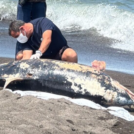 HALLAN DELFIN MUERTO EN LA COSTA DE ALVARADO