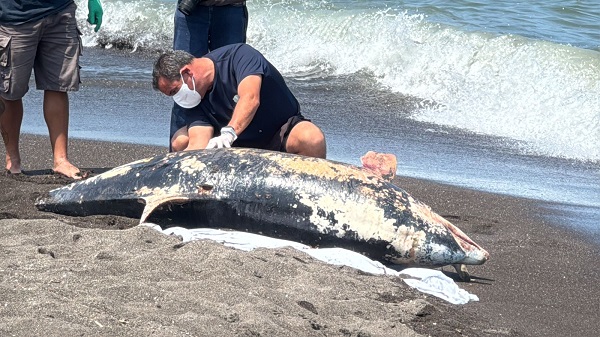 HALLAN DELFIN MUERTO EN LA COSTA DE ALVARADO