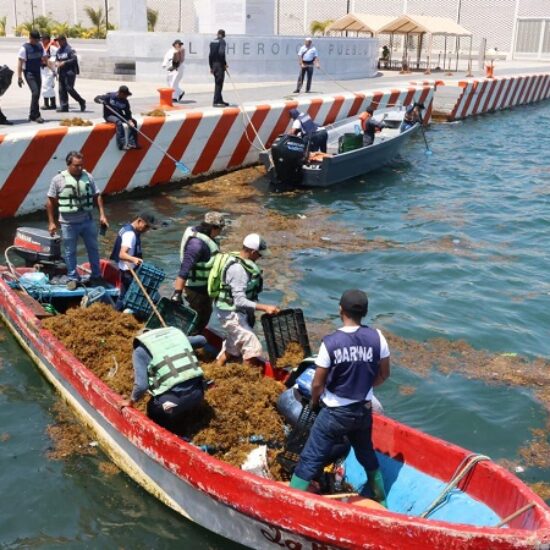 LLEGA CHAPOPOTE CON SARGAZO A LA ZONA DEL MALECÓN
