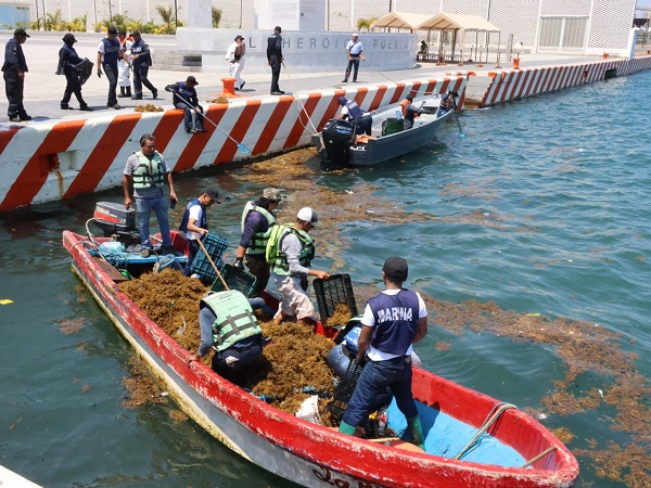 LLEGA CHAPOPOTE CON SARGAZO A LA ZONA DEL MALECÓN