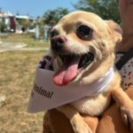 EXHORTA AYUNTAMIENTO DE VERACRUZ A VACUNAR A MASCOTAS CONTRA LA RABIA