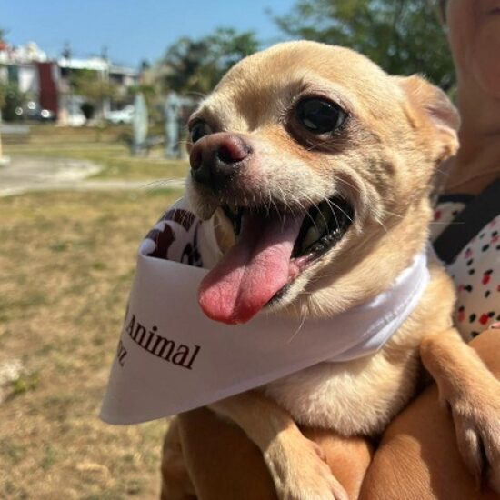 EXHORTA AYUNTAMIENTO DE VERACRUZ A VACUNAR A MASCOTAS CONTRA LA RABIA