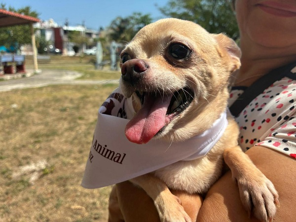 EXHORTA AYUNTAMIENTO DE VERACRUZ A VACUNAR A MASCOTAS CONTRA LA RABIA