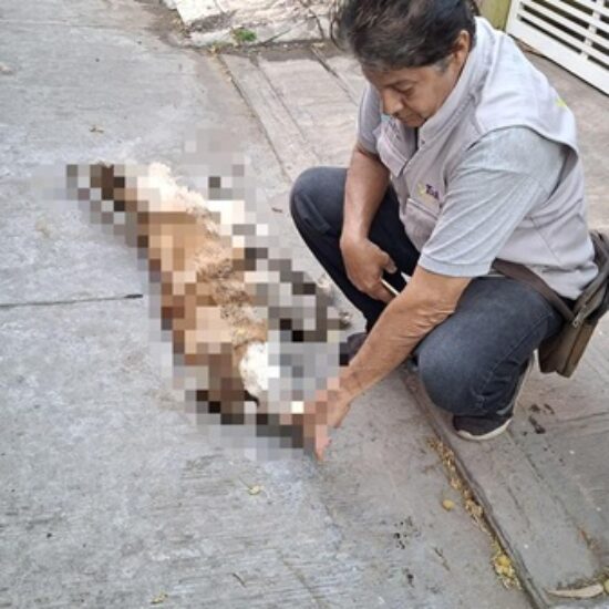 ATIENDE AYUNTAMIENTO DE VERACRUZ REPORTE DE CANINO ATACADO POR ABEJAS