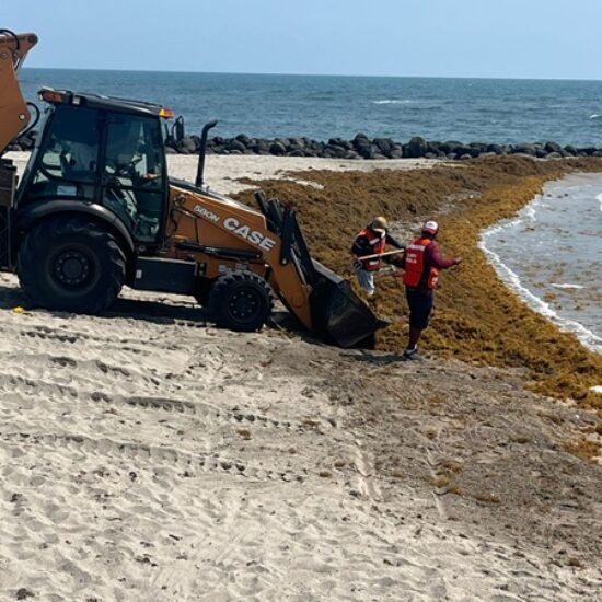 SIGUE LLEGANDO SARGAZO A PLAYAS DE VERACRUZ