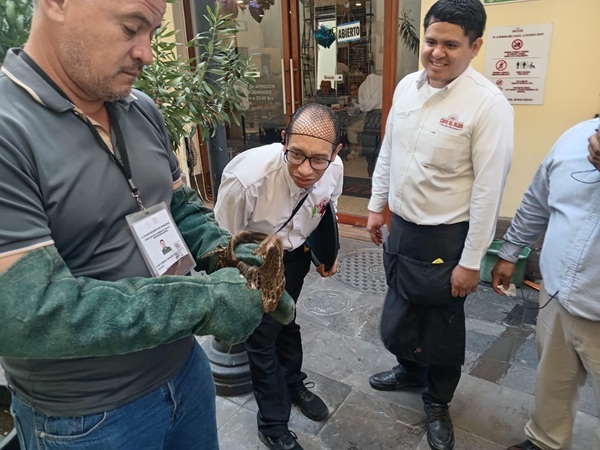 AYUNTAMIENTO DE VERACRUZ ATIENDE RESCATE DE AVE EN LA ZONA CENTRO