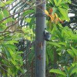 CON CAMARAS DE VIGILANCIA REFUERZAN SEGURIDAD EN EL ITVER