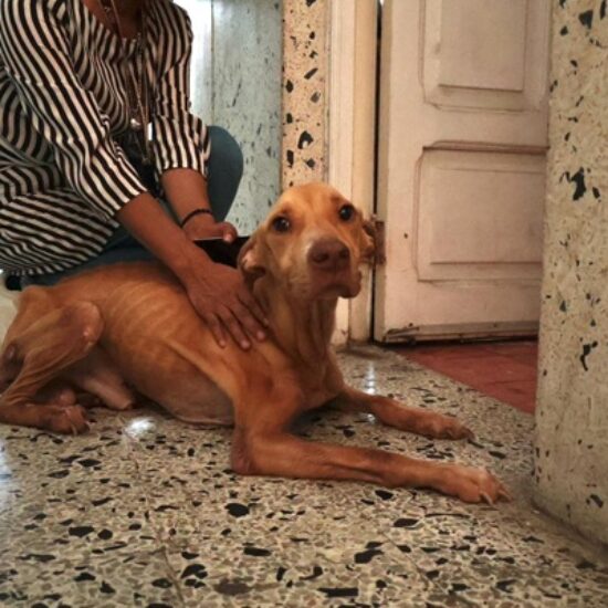 RESCATA AYUNTAMIENTO DE VERACRUZ A TRES CANINOS EN CONDICIONES DE MALTRATO