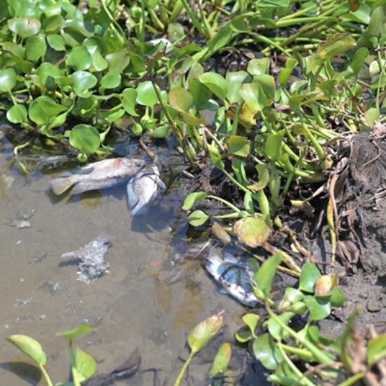 ATIENDE AYUNTAMIENTO DE VERACRUZ REPORTE POR MORTANDAD DE PECES EN LAGUNA TARIMOYA
