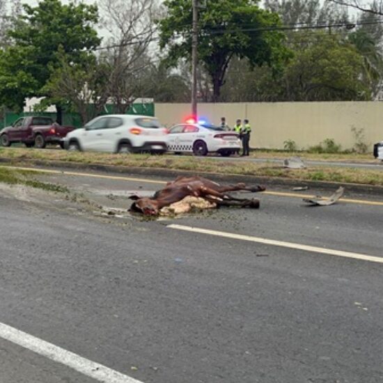 CABALLO MUERE EN ACCIDENTE DE TRAFICO EN CARRETERA VERACRUZ