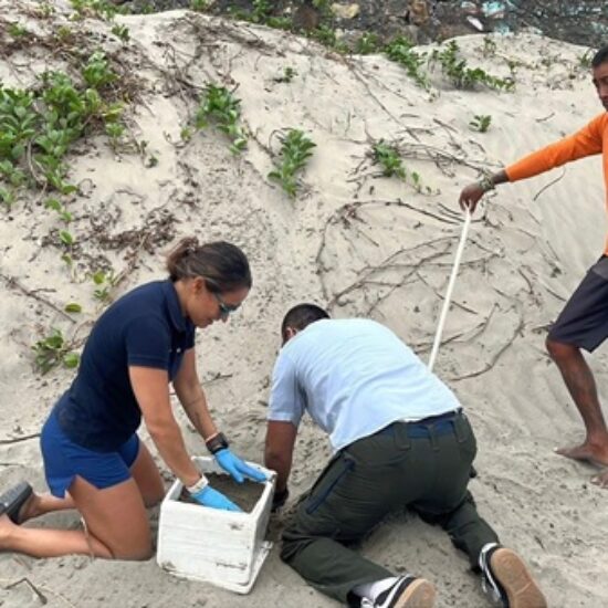 RESGUARDAN HUEVOS DE TORTUGA QUE DESOVO EN PLAYA GAVIOTAS