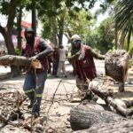 RETIRA AYUNTAMIENTO DE VERACRUZ ÁRBOL EN CAMELLÓN DE DÍAZ MIRÓN POR RIESGO A LA CIUDADANÍA