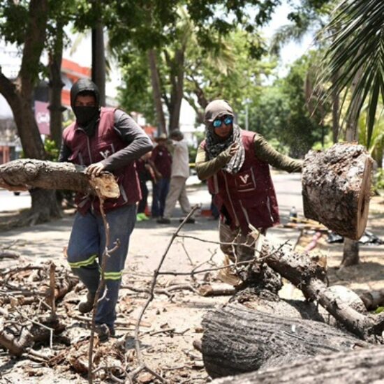 RETIRA AYUNTAMIENTO DE VERACRUZ ÁRBOL EN CAMELLÓN DE DÍAZ MIRÓN POR RIESGO A LA CIUDADANÍA