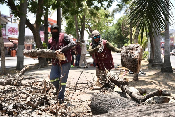 RETIRA AYUNTAMIENTO DE VERACRUZ ÁRBOL EN CAMELLÓN DE DÍAZ MIRÓN POR RIESGO A LA CIUDADANÍA