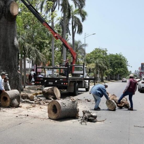 RETIRO DE ANTIGUA CEIBA EN EL CENTRO DE VERACRUZ POR DETERIORO ESTRUCTURAL Y RIESGO PARA LA POBLACIÓN