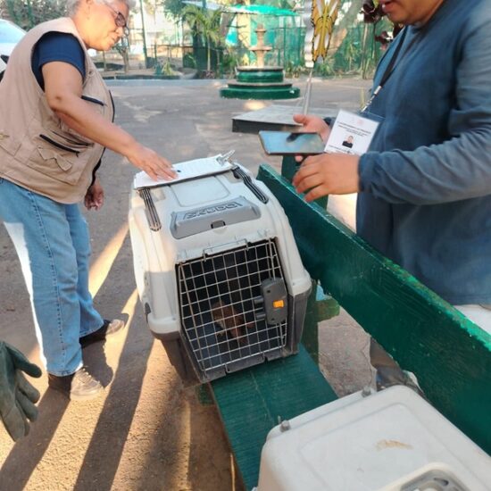 AYUNTAMIENTO DE VERACRUZ BRINDA ATENCIÓN Y RESGUARDO A EJEMPLAR DE BÚHO BAJEÑO