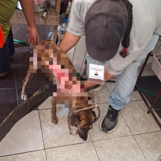 RESGUARDA AYUNTAMIENTO DE VERACRUZ A PERRITA VÍCTIMA DE MALTRATO EN LOMAS DEL VERGEL