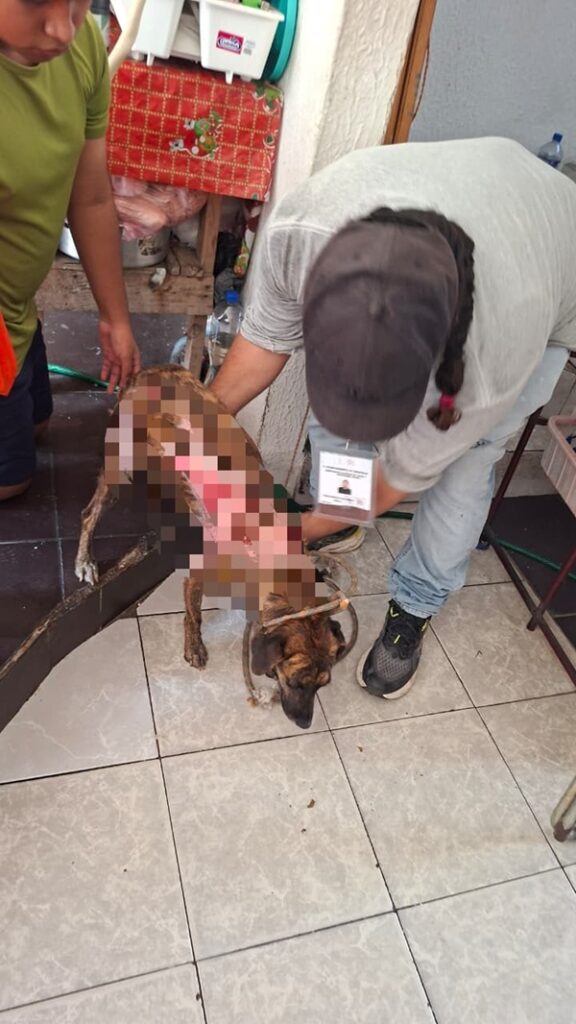 RESGUARDA AYUNTAMIENTO DE VERACRUZ A PERRITA VÍCTIMA DE MALTRATO EN LOMAS DEL VERGEL