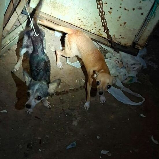 RESGUARDA AYUNTAMIENTO DE VERACRUZ DOS CANINAS TRAS REPORTE POR PRESUNTO MALTRATO ANIMAL