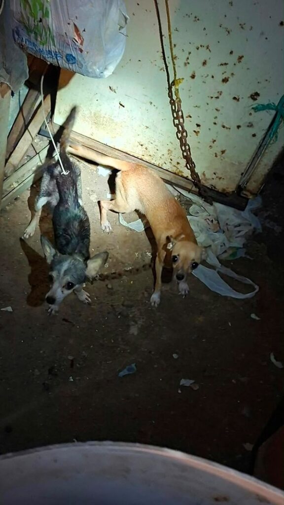 RESGUARDA AYUNTAMIENTO DE VERACRUZ DOS CANINAS TRAS REPORTE POR PRESUNTO MALTRATO ANIMAL