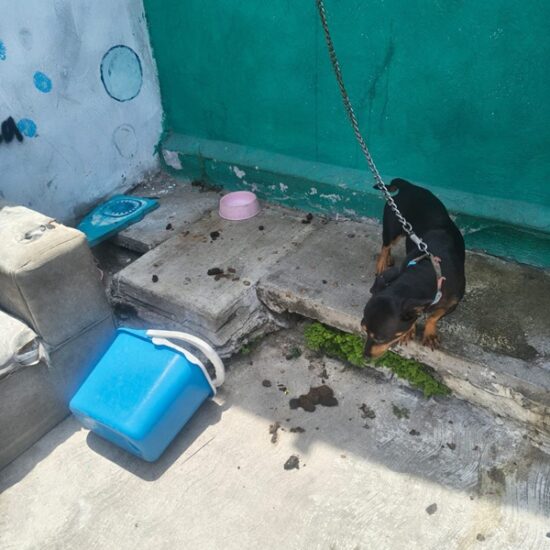 RESGUARDA AYUNTAMIENTO DE VERACRUZ A CANINO EN SITUACIÓN DE RIESGO EN ZONA NORTE DE LA CIUDAD