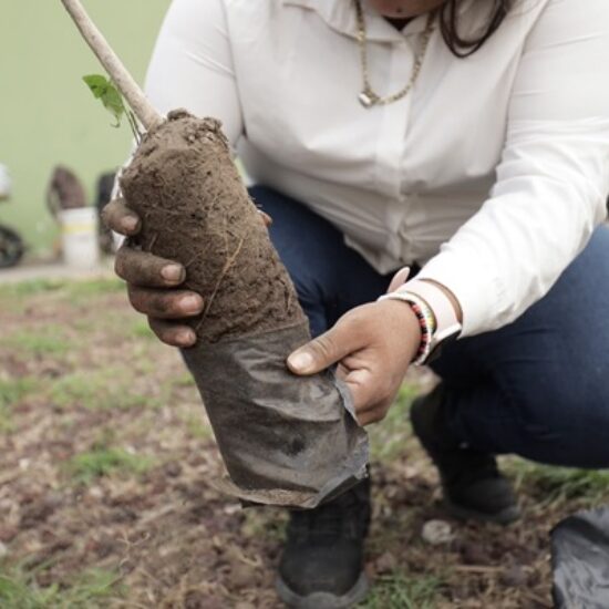 LA CIUDAD DE VERACRUZ SE SUMA A LA JORNADA NACIONAL DE REFORESTACIÓN 2026