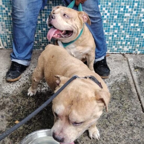 RESCATAN BOMBEROS MUNICIPALES DE VERACRUZ A SIETE PERROS DURANTE INCENDIO EN CASA HABITACIÓN