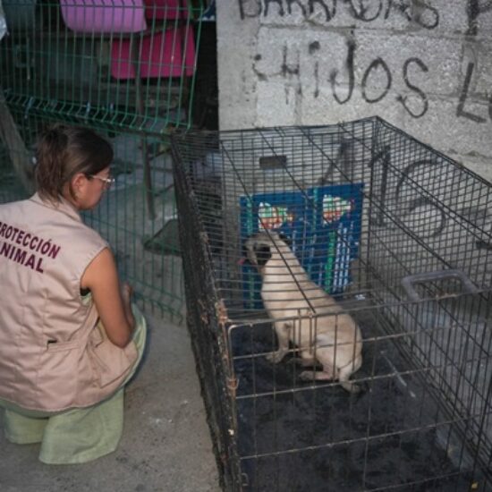 RESCATA AYUNTAMIENTO DE VERACRUZ A DOS CANINOS ABANDONADOS EN UNA CASA DE LA COLONIA CENTRO