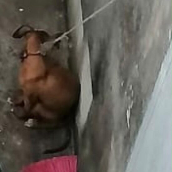 RESCATA AYUNTAMIENTO DE VERACRUZ A PERRITA EN SITUACIÓN DE RIESGO EN COLINAS DE SANTA FE