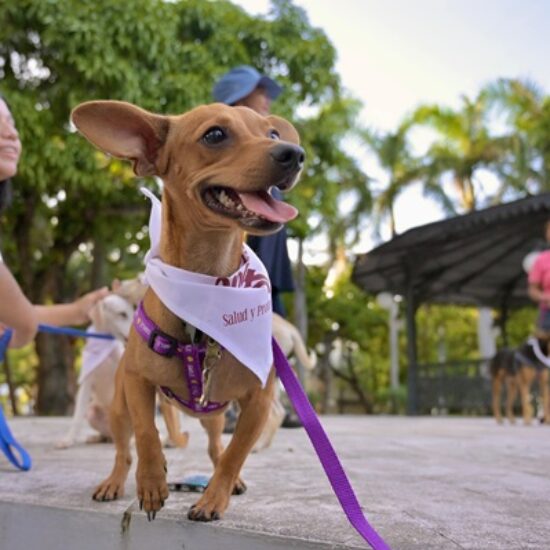 ENCUENTRAN HOGAR TODOS LOS CANINOS DE LA 17ª EDICIÓN DE LA EXPO ADOPTA