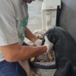 ATIENDE AYUNTAMIENTO DE VERACRUZ A CANINO LESIONADO TRAS ATAQUE DE OTRO PERRO