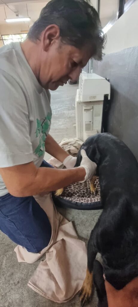 ATIENDE AYUNTAMIENTO DE VERACRUZ A CANINO LESIONADO TRAS ATAQUE DE OTRO PERRO