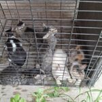 RESCATA AYUNTAMIENTO DE VERACRUZ SEIS GATOS EN LOMAS DE RÍO MEDIO 4 Y BRINDA APOYO A SU CUIDADORA
