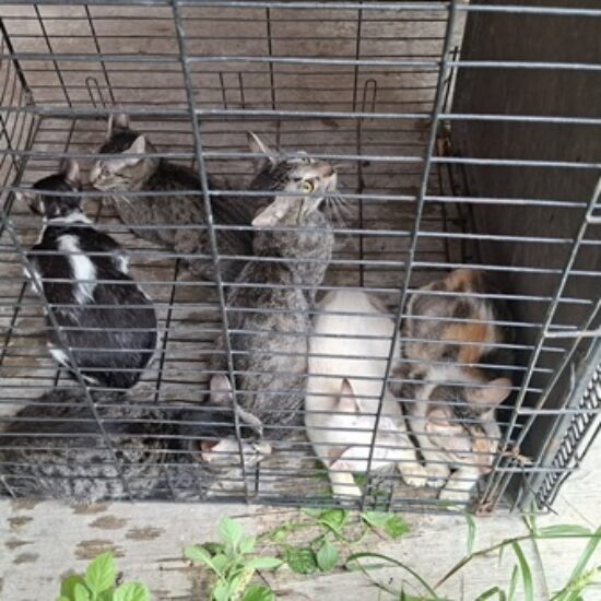 RESCATA AYUNTAMIENTO DE VERACRUZ SEIS GATOS EN LOMAS DE RÍO MEDIO 4 Y BRINDA APOYO A SU CUIDADORA