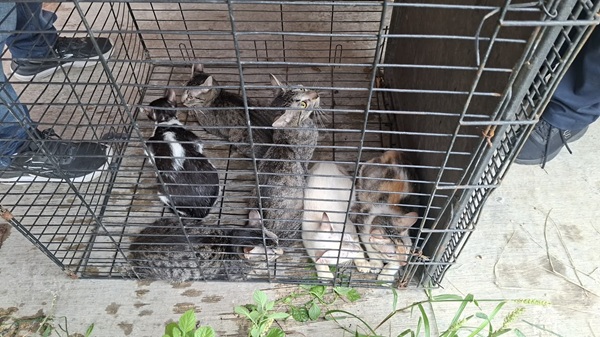 RESCATA AYUNTAMIENTO DE VERACRUZ SEIS GATOS EN LOMAS DE RÍO MEDIO 4 Y BRINDA APOYO A SU CUIDADORA