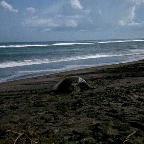 EL LAUREL, EL SANTUARIO TORTUGUERO DE VERACRUZ